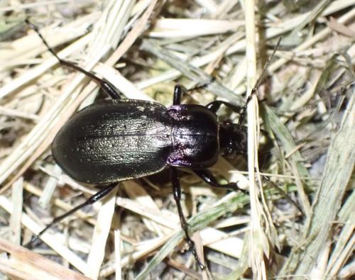 Carabus nemoralis